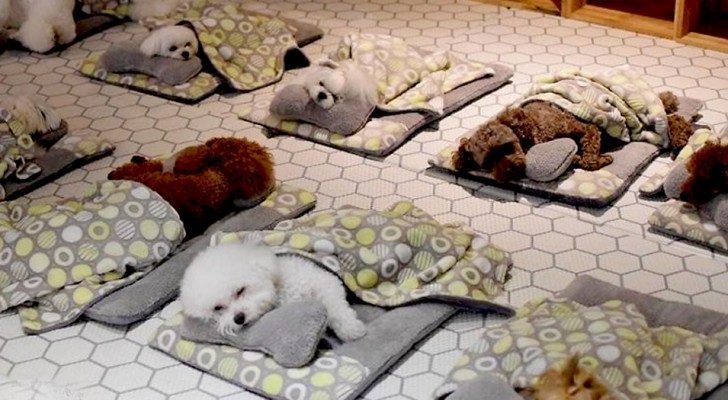 Dieser "Kindergarten" für Hunde hat Fotos der jungen Bewohner während der Mittagsschlafzeit veröffentlicht