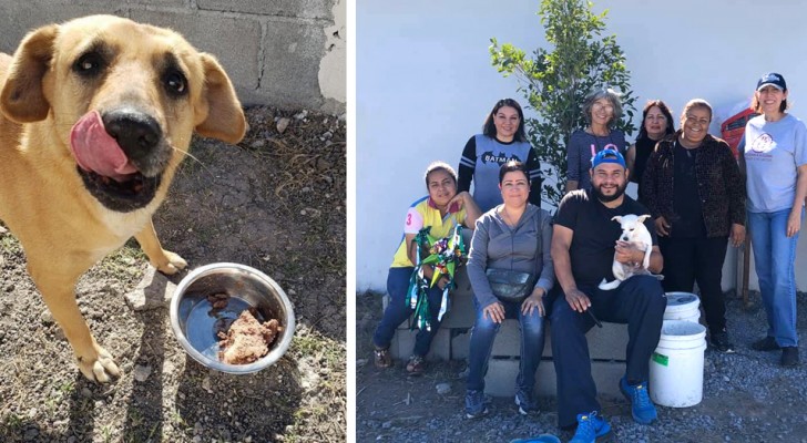 Un grupo de mujeres ha creado una posada para perros callejeros, ofreciéndoles comida y refugio