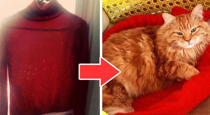 Il metodo velocissimo per trasformare un vecchio maglione in un comodo letto per gatti