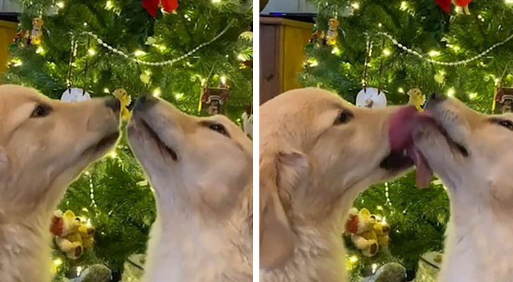 Due adorabili golden retriever creano un quadro natalizio perfetto "baciandosi" sotto il vischio