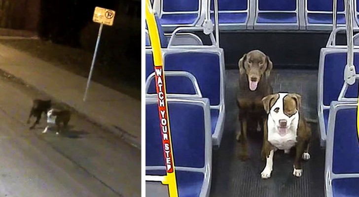 Le chauffeur fait monter dans l'autobus deux chiens perdus et les aide à rentrer chez eux