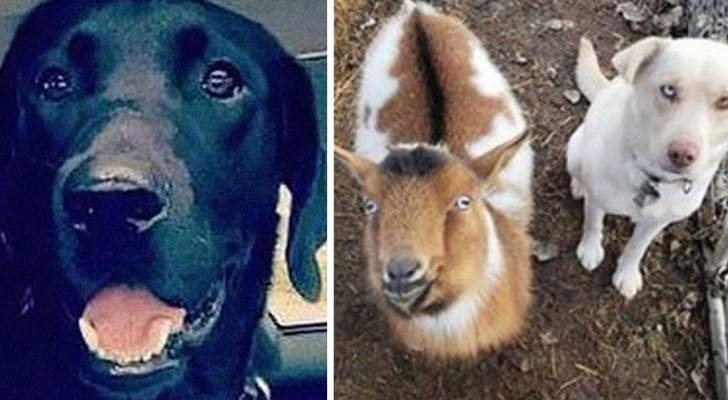 A Labrador runs away for an entire night and returns home with two new friends: a dog and a goat