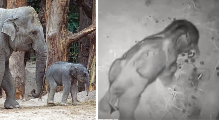 A newborn elephant calf cried for five hours after being abandoned by its mother