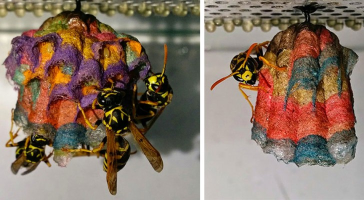 Wespen worden van gekleurd papier voorzien en zij bouwen psychedelische en regenboognesten