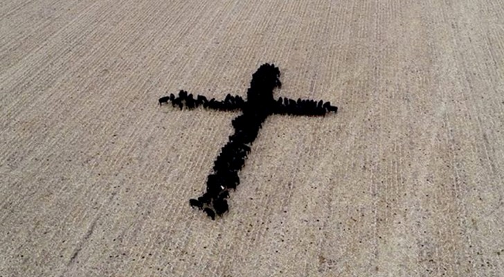 Un agricultor logra disponer a sus vacas en forma de cruz e inmortalizar su creación desde lo alto