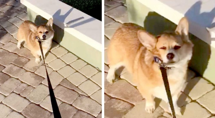 En mycket "envis" welsh corgi hund vägrar flytta på sig när den inser att favoritparken är stängd