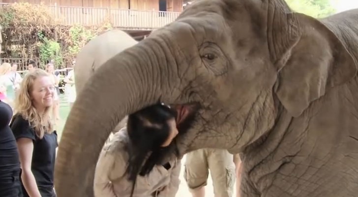 Aqui este elefante muestra como llega a demostrar todo su profundo afecto
