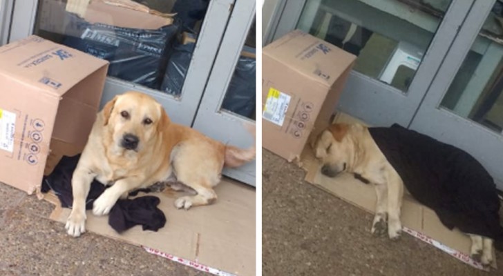 De hond weet niet dat zijn baasje is overleden en wacht dagen op hem voor het ziekenhuis waar hij is opgenomen