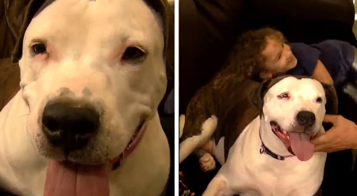 Left as the only one in an animal shelter without a home, after a year this pit bull terrier was adopted by a loving family