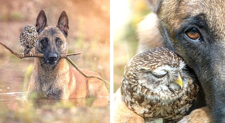 Questa fotografa è riuscita a cogliere i momenti più belli dell'improbabile amicizia tra un cane e un gufo