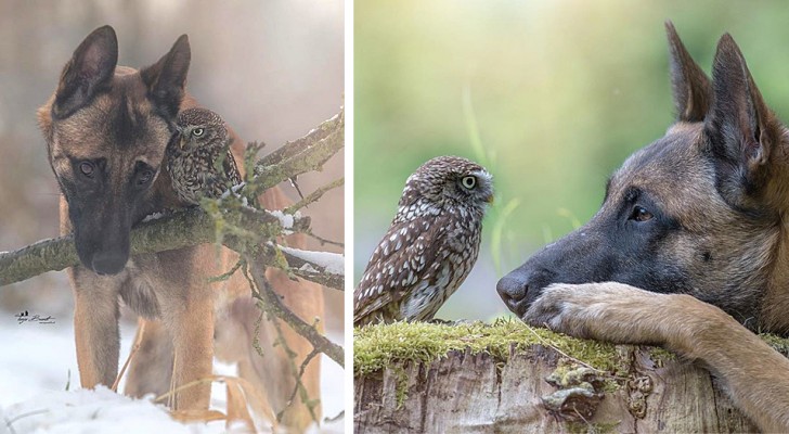This photographer has managed to capture the tender friendship between a dog and an owl