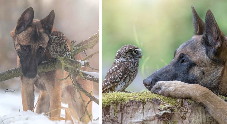 Esta fotógrafa conseguiu imortalizar a amizade entre um cão e uma coruja