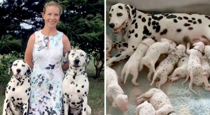 Het verhaal van Miley, de Australische Dalmatiër die 18 puppy's heeft gebaard en elk record heeft verbroken
