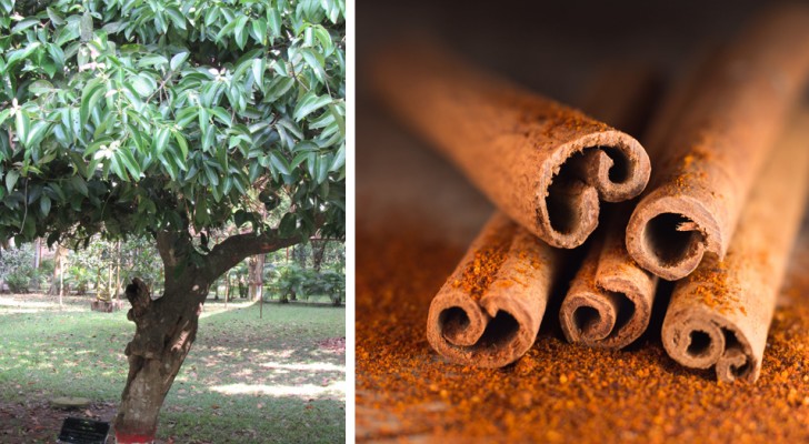 How to grow cinnamon at home and always have this fragrant spice available