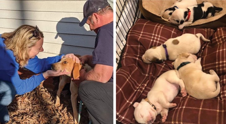 Uma cachorrinha de rua escondeu os seus filhotes recém-nascidos embaixo de uma casa para protegê-los dos perigos das ruas