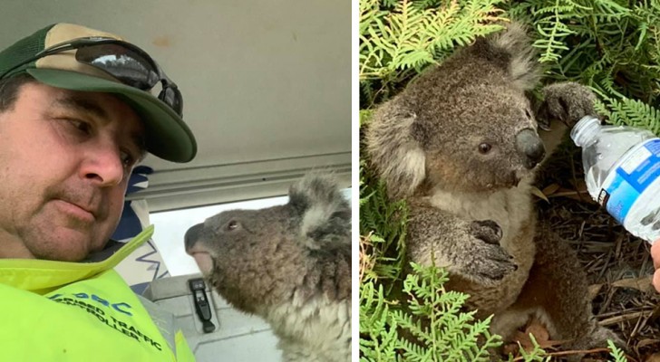 Lors des incendies tragiques en Australie, un homme a sauvé un petit koala qui cherchait désespérément un refuge