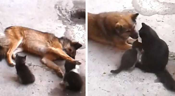 El tierno momento en que una gata "presenta" a sus cachorros a una perrita amiga suya muy querida 