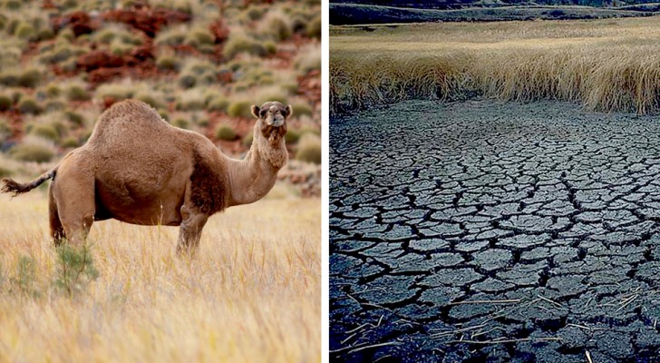 10.000 Kamele werden in Australien abgeschossen, um zu verhindern, dass sie in dürregefährdeten Gebieten zu viel Wasser trinken
