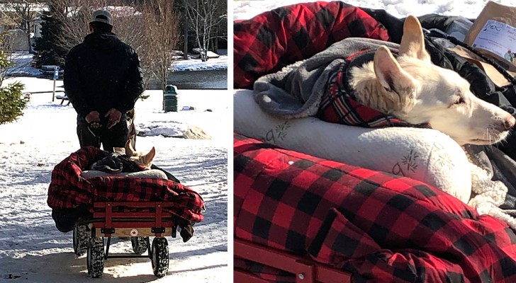 Todos os dias este homem leva a sua cachorrinha paralisada para passear à bordo de um carrinho