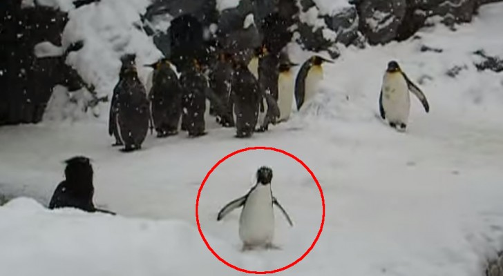 This little penguin plays with snow for the first time, his reaction is extraordinary!