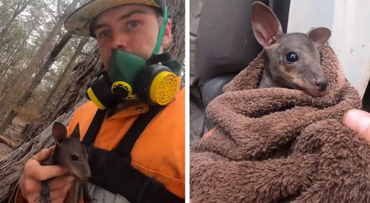 En brandman räddade en liten känguruunge som försökte skydda sig från branden under ett fallet träd