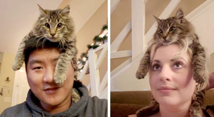 Questo gatto ama appollaiarsi sulla testa dei suoi padroni, come se fosse un comodo cappello