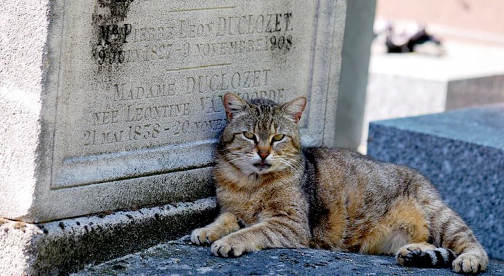 New York: finalmente gli animali domestici possono essere seppelliti nei cimiteri accanto ai loro padroni