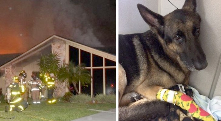 A retired police dog saved his entire human family during a house fire