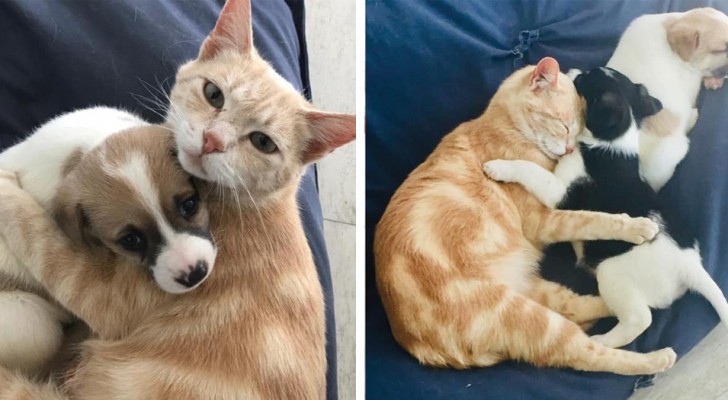 Después de haber perdido sus cachorros, esta gatita ha vuelto a ser feliz mimando a los perritos huérfanos