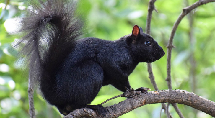Schwarze Eichhörnchen: eine seltene und faszinierende Mutation, die aus der Kreuzung zweier verschiedener Arten entstanden ist