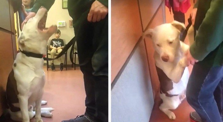 This dog clings desperately to his owner when he realizes that he is being left at the animal shelter