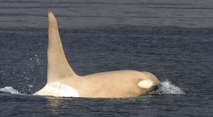 Rusland, meerdere keren werd een zeer zeldzame witte orka waargenomen: onderzoekers noemen het 