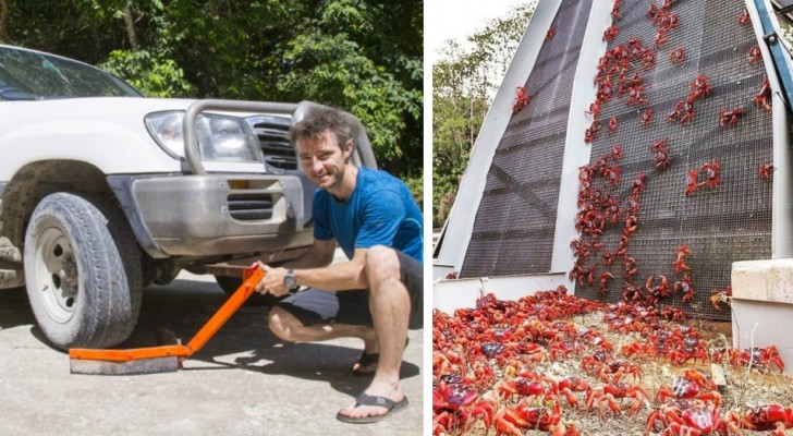 Migrazione dei granchi rossi a Christmas Island: le auto si equipaggiano con speciali "scarpe" per non schiacciarli