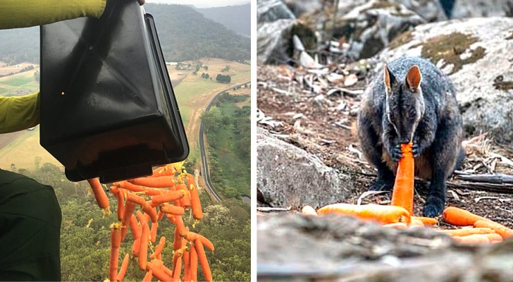 Australien: Hubschrauber werfen Tonnen von Karotten und Kartoffeln für hungrige Tiere ab, die den Flammen entkommen sind