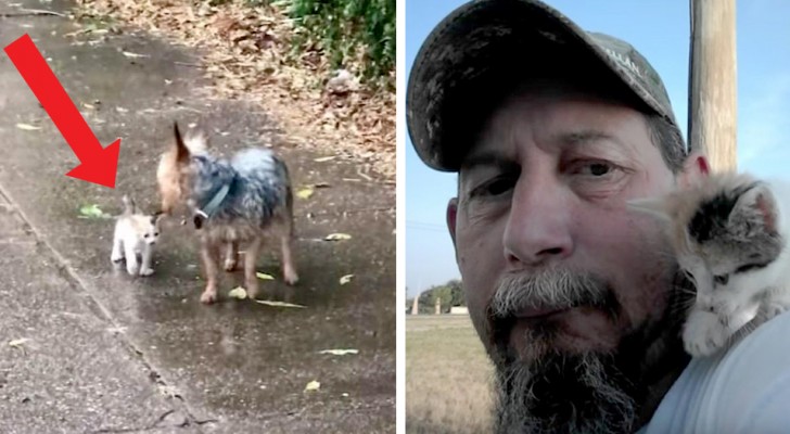 Este cachorro generoso salva um gatinho da chuva e o leva para casa como se fosse seu amigo 