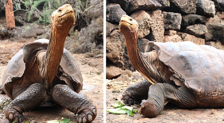 Diego: de reuzenschildpad die vader is van ongeveer 800 jongen, die zijn soort heeft gered