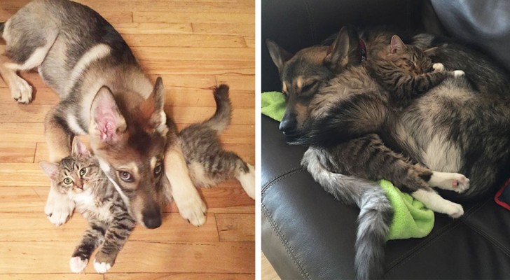 Deze Husky-pup werd naar een opvangplaats gebracht om haar hartsvriendin te kiezen: een heel lief kitten