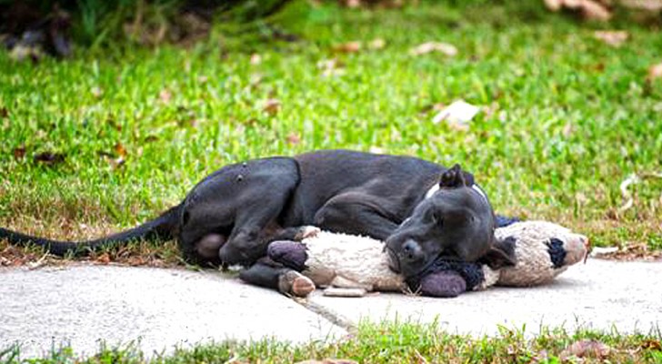 Den här gatuhunden sover tillsammans med ett gosedjur och bilden är rörande