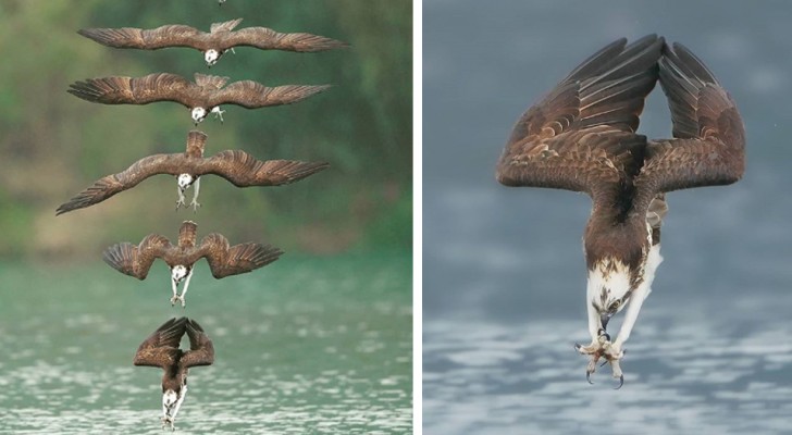Ein Fotograf hat es geschafft, den Flug des Fischadlers einzufangen, wie er sich auf seine Beute wirft...