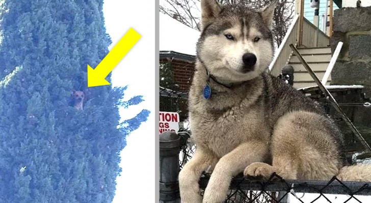 11 foto esilaranti di cani che sembrano essere cresciuti come gatti