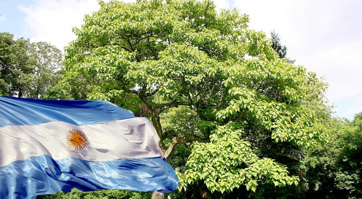 In Argentina un progetto prevede di piantare 100.000 alberi di Kiri, capaci di ridurre gli effetti del gas serra