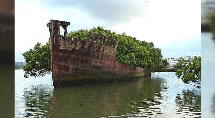 Le charme mystérieux du SS Ayrfield, l'ancienne épave qui s'est transformée en forêt flottante