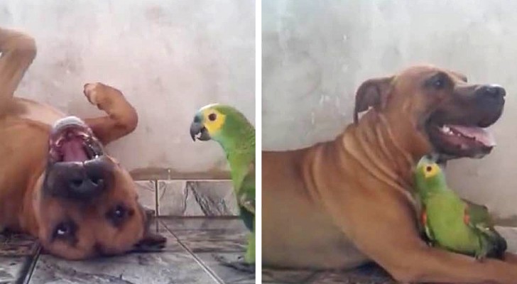 Este vídeo mostra a linda amizade entre um cachorro e um papagaio, que nunca param de brincar