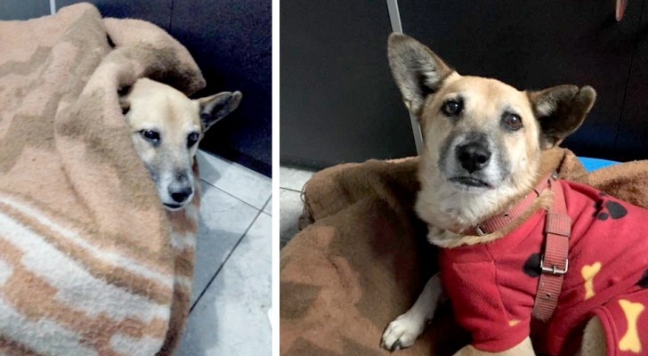 Efter att ha blivit övergiven på flyplatsen väntade den här hunden på sin ägare i 6 månader framför samma dörr
