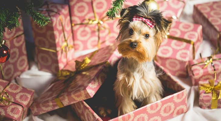 Molte persone stanno già rivendendo online i cuccioli ricevuti in regalo per Natale