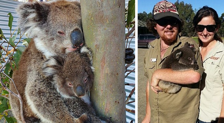 Dieser Mann weigerte sich, seinen feuergefährdeten Park zu verlassen, um über 100 Koalabären zu schützen