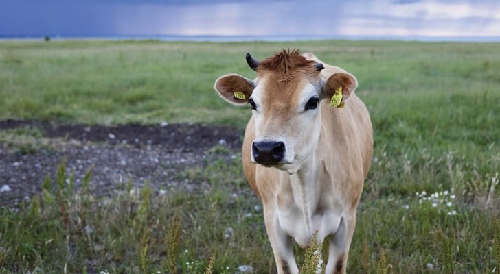 L'ONU suggerisce di ridurre il consumo di carne per contrastare i cambiamenti climatici