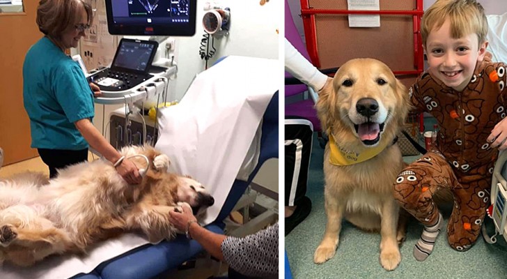 Deze honden helpen de jonge patiënten van een kinderziekenhuis elke dag om hun angsten te overwinnen