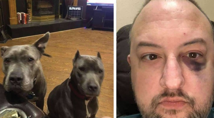 This man adopted two pit bulls from an animal shelter and they thanked him by saving his life during a robbery