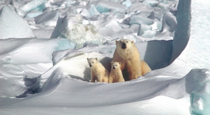 Experts zeggen dat de populatie ijsberen in het Noordpoolgebied mogelijk groeit